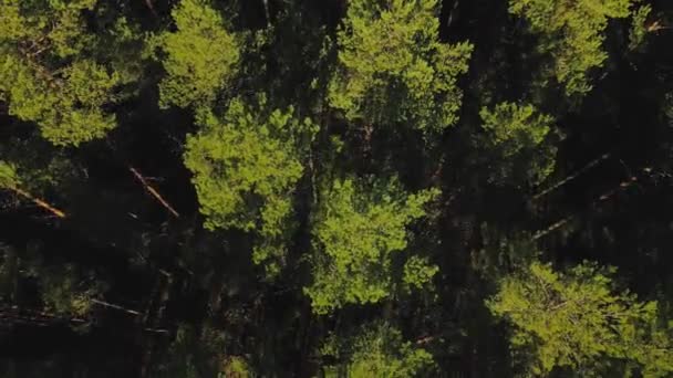 Vista Floresta Com Estrada Vista Aérea Voo Sobre Floresta Pinheiros — Vídeo de Stock