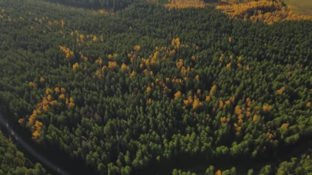 Vista Floresta Com Estrada Vista Aérea Voo Sobre Floresta Pinheiros — Vídeo de Stock