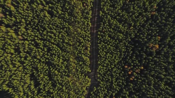 Vista Floresta Com Estrada Vista Aérea Voo Sobre Floresta Pinheiros — Vídeo de Stock