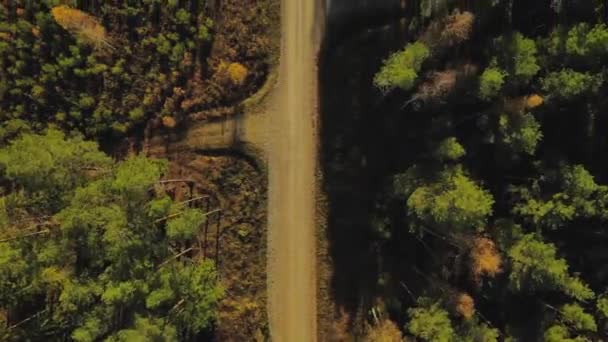 Vista Floresta Com Estrada Vista Aérea Voo Sobre Floresta Pinheiros — Vídeo de Stock