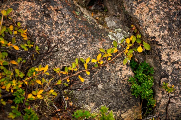 Gröna Löv Skogen Berget — Stockfoto