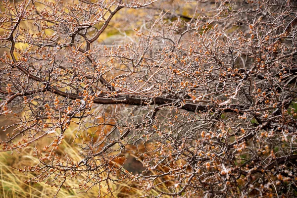 beautiful botanical shot, natural wallpaper, iced tree branch