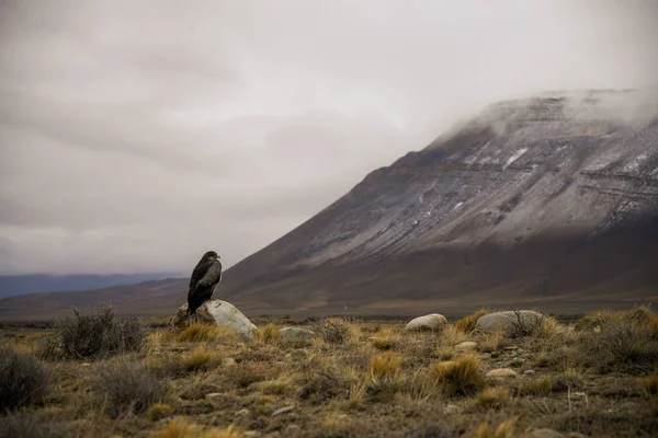 Águila Una Roca Montaña Nevada Fondo — Foto de Stock