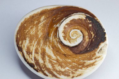 Fosilleşmiş salyangoz kabuğu, turuncu, kahverengi ve siyah renkli. Beyaz bir yüzeyde izole edilmiş makro resim 