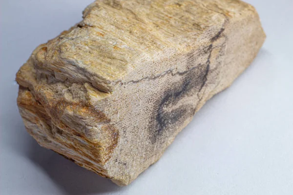 精製された木2000万年前の木 木は石になり マクロは白い背景に孤立した — ストック写真