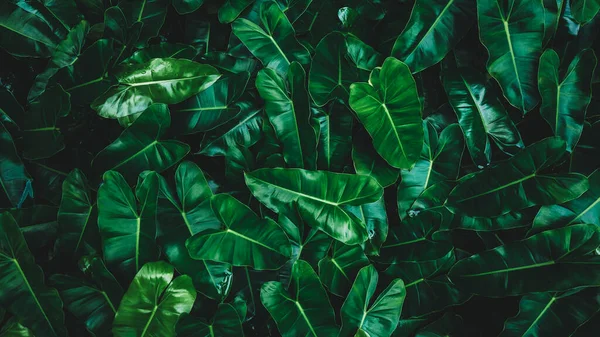 tropical leaf, abstract green texture, nature background Green leaves pattern background,