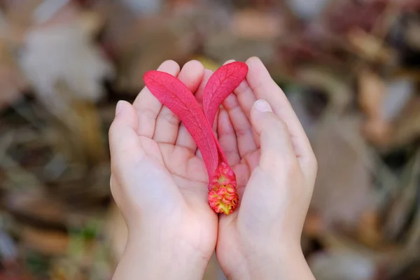 The hand is holding flower or seed of tree. hand holding seed of tree from woods at asia. Seed of tree in hand. seed  Dipterocarpus intricatus Dyer in hand.