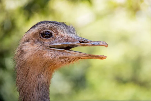 Portrét Šťastné Ema Přírodě — Stock fotografie