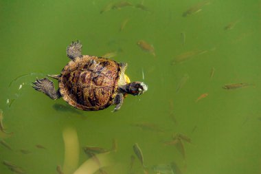 Gölde çeşitli balık ve sazan balıkları olan bir kaplumbağa.