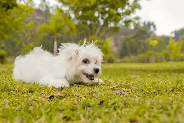 Witte Maltezer Hondenportret Het Park — Stockfoto