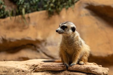 Meerkat, Suricata suricatta bir taşın üzerinde oturuyor ve uzaklığa bakıyor..