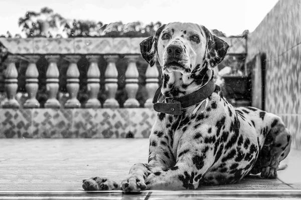 Portrait of a dalmatian dog