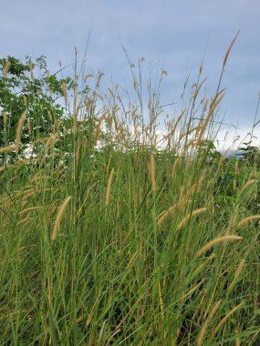 yeşil çimenler tarlada