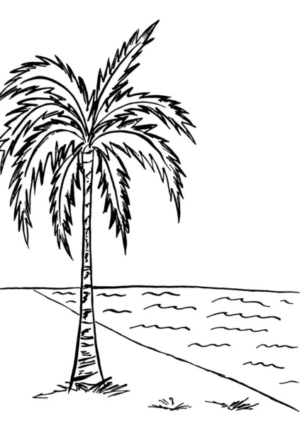 Konturbild Ett Palmträd Stranden — Stockfoto