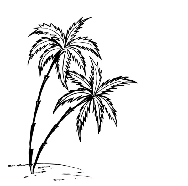 Two Palm Trees Drawn Black Outline White Background — Stock Photo, Image