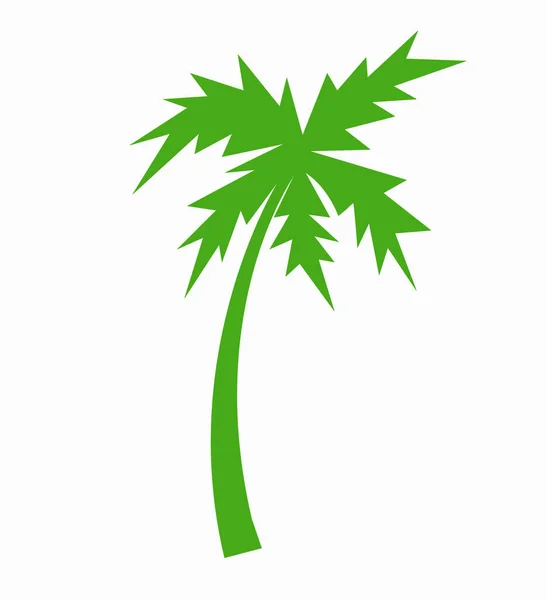Palmeira Verde Fundo Branco — Fotografia de Stock