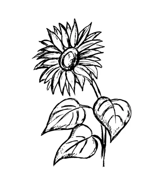 Black Outline Large Sunflower White Background — Stock Photo, Image