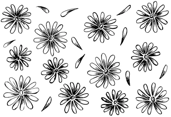 Fehér Háttér Fekete Virágok Szirmok — Stock Fotó