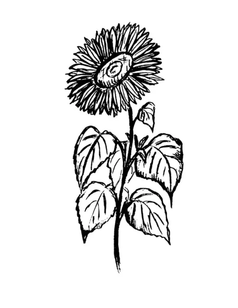 Czarny Zarys Kwiatu Słonecznika Białym Tle — Zdjęcie stockowe