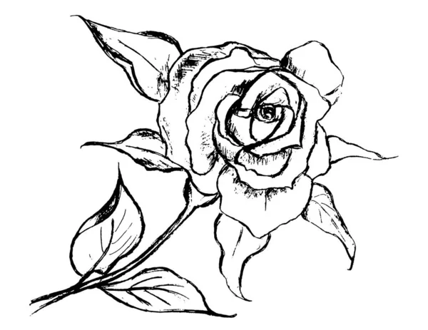 Große Schöne Rose Schwarzer Umriss Auf Weißem Hintergrund — Stockfoto
