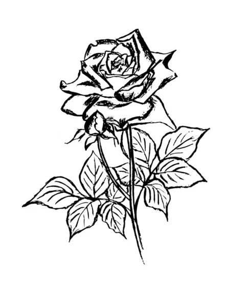 Schwarze Umrisse Einer Rosenblüte Auf Weißem Hintergrund — Stockfoto