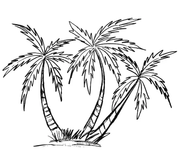 Tre Palme Nero Sfondo Bianco — Foto Stock