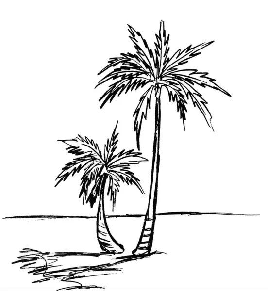 Deux Palmiers Noir Sur Fond Blanc — Photo