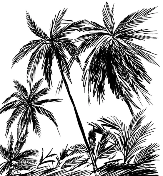 Белый Фон Пальмами Выкрашенными Черный Цвет — стоковое фото