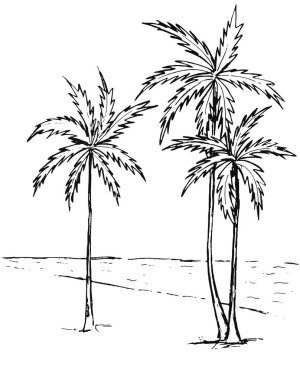 Beyaz arka planda üç palmiye ağacının siyah çizgisi