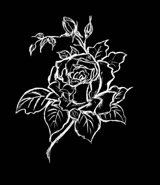 Krásná Růže Květiny Malované Bíle Černém Pozadí Stock Obrázky