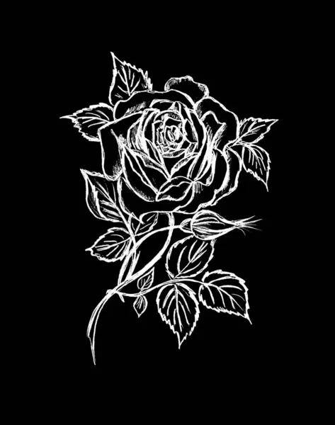 Beautiful White Rose Flower Black Background — 图库照片