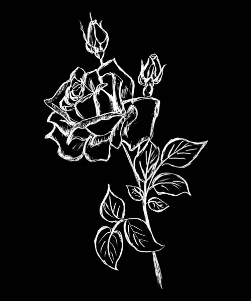 Krásná Bílá Růže Květina Černém Pozadí Stock Snímky