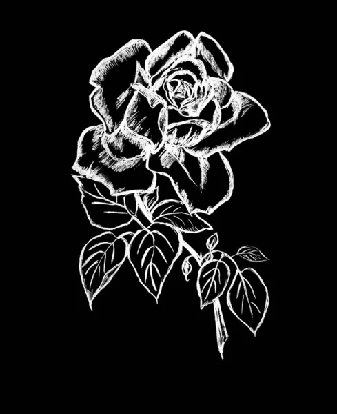 黑色背景上的一朵美丽的白玫瑰 — 图库照片