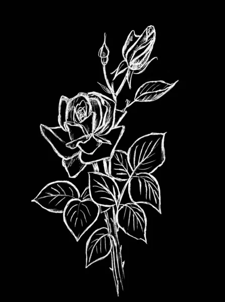 Beautiful White Rose Flower Black Background — 图库照片
