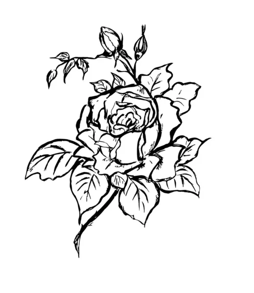 白い背景にバラの花の輪郭のイメージ — ストック写真