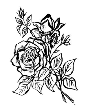  Beyaz arkaplanda bir gül çiçeğinin görüntüsünü göster