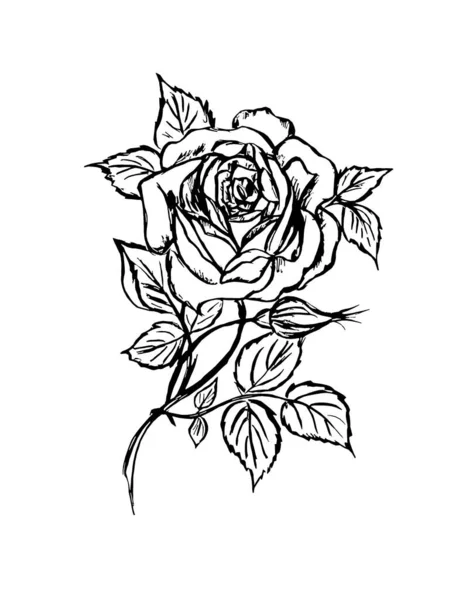 Kontúr Kép Egy Rózsa Virág Fehér Alapon Stock Fotó