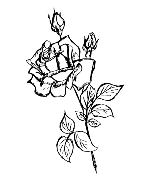 Контурне Зображення Квітки Троянди Білому Тлі — стокове фото