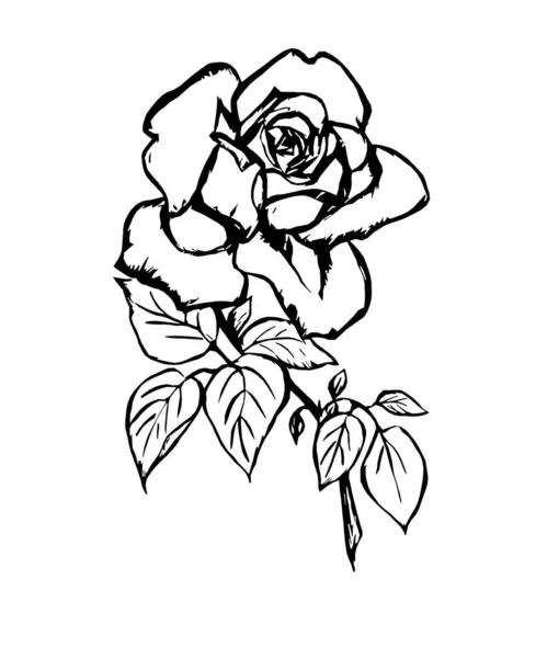 Contour Image Rose Flower White Background — Stockfoto
