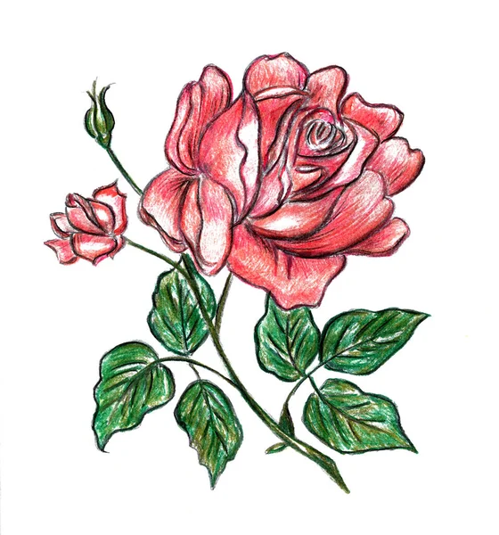 Large Red Rose White Background — Stockfoto