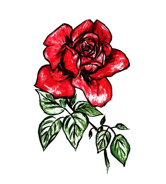 Big Beautiful Red Rose Flower White Background — Stockfoto