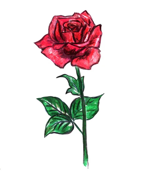Big Beautiful Red Rose Flower White Background — Stockfoto