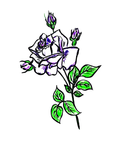 白色背景上的美丽的大白玫瑰花 — 图库照片