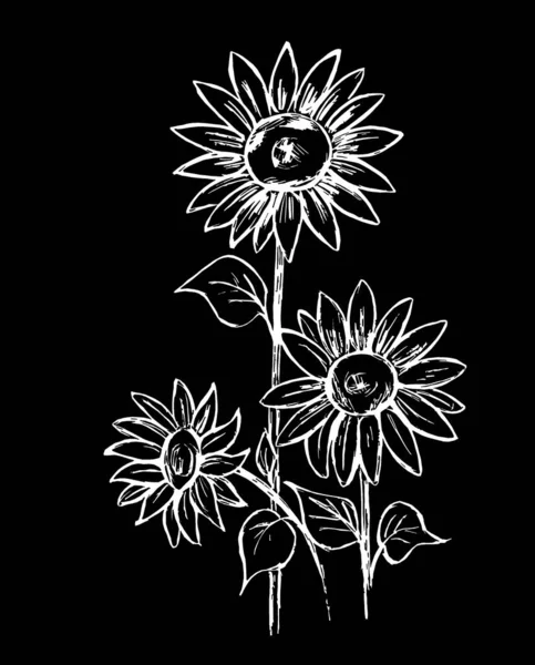 Flores Girassol São Brancas Fundo Preto — Fotografia de Stock