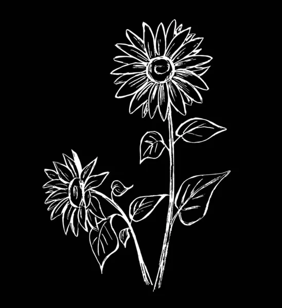 Sonnenblumenblüten Sind Weiß Auf Schwarzem Hintergrund — Stockfoto