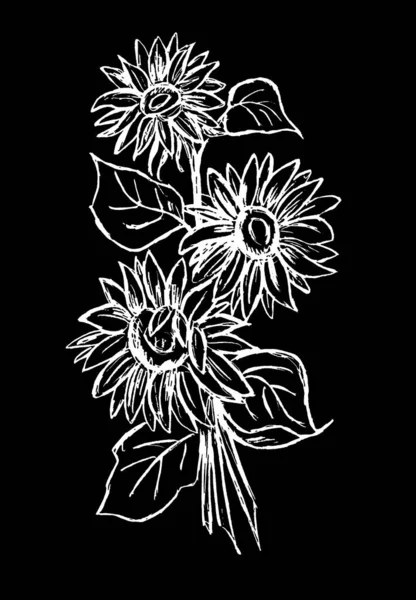 Sonnenblumenblüten Sind Weiß Auf Schwarzem Hintergrund — Stockfoto