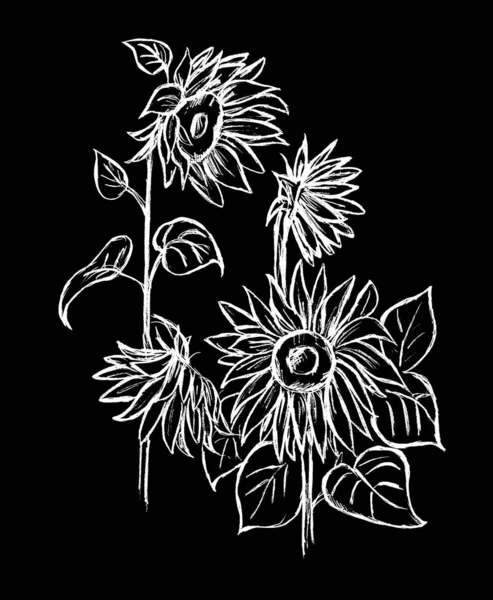 Słonecznik Kwiaty Białe Czarnym Tle — Zdjęcie stockowe