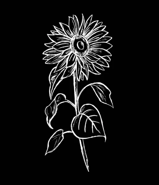 Sunflower flowers are white on a black background