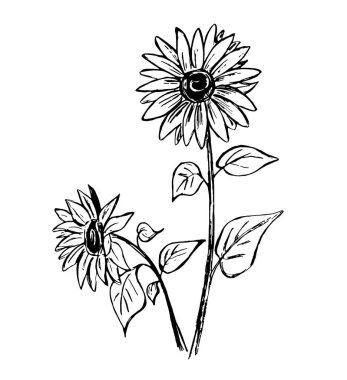 Beyaz arkaplanda siyah bir ayçiçeği çizgisi