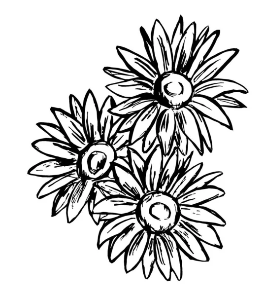 Černý Obrys Slunečnice Květiny Bílém Pozadí — Stock fotografie